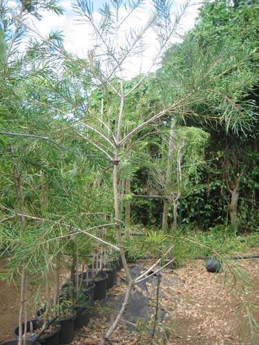 Fournisseur d'arbustes d'ornement Sainte-Marie