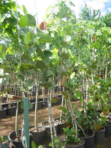 Exploitation horticole Sainte-Marie