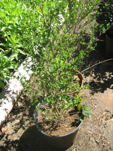 Spécialiste des plantes du terroir Sainte-Marie