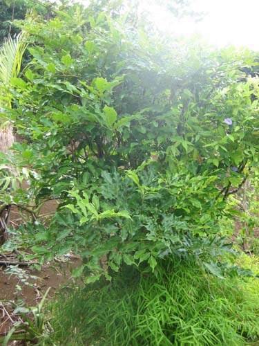 Vente d'arbres et plantes originelles Sainte-Marie