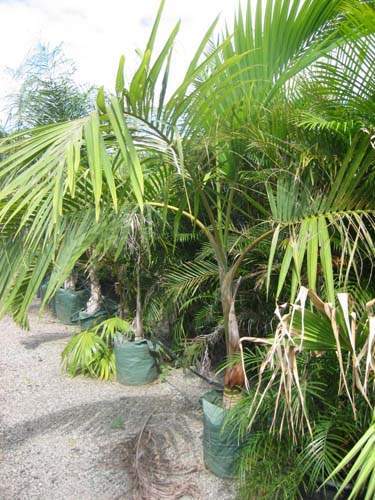 Horticulture d'espèces rares Sainte-Marie