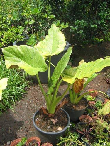 Pépinière spécialisée en fleurs et herbes Sainte-Marie