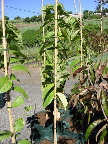 Commerce de fleurs et végétaux Sainte-Marie