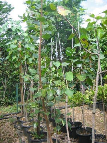 Vente de plants fruitiers Sainte-Marie