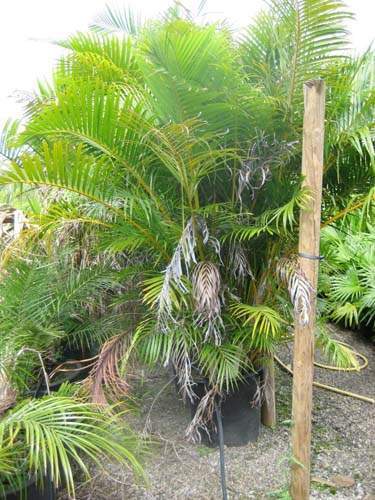 Pépinière de Phoenix et Trachycarpus Sainte-Marie