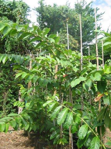 Vente de plantes et arbres Sainte-Marie
