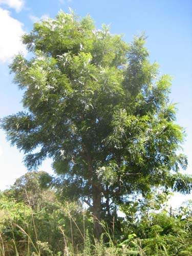 Jardinerie et horticulture Sainte-Marie