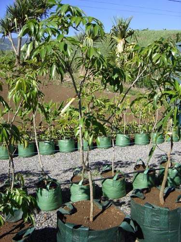 Culture de jeunes plants Sainte-Marie