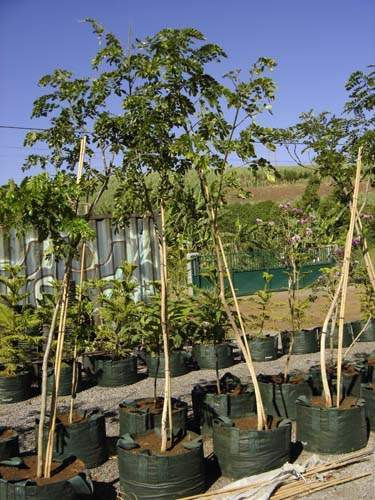 Producteur de végétaux Sainte-Marie