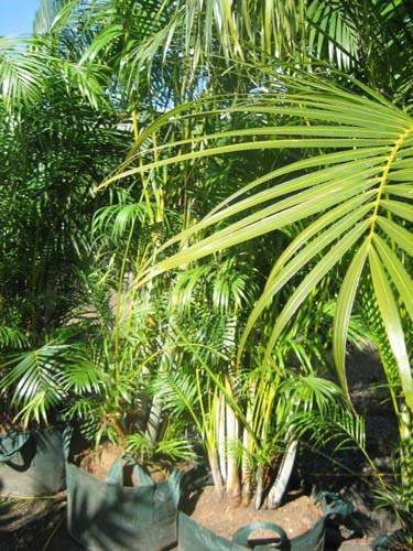 Pépinière spécialisée en Arecaceae Sainte-Marie