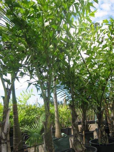 Fournisseur d'espèces de palmiers Sainte-Marie