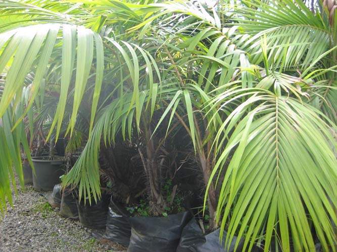 Production de végétaux locaux Sainte-Marie