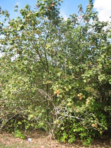 Pépinière spécialisée en espèces indigènes Sainte-Marie