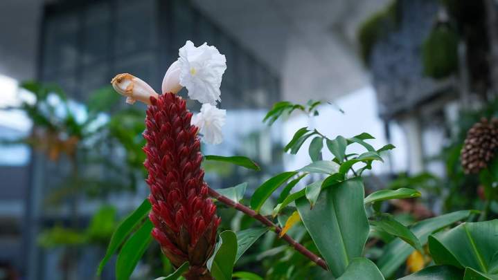 Plantations végétaux Sainte-Marie