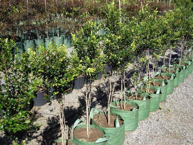 Vente d'arbres et plantes originelles Sainte-Marie