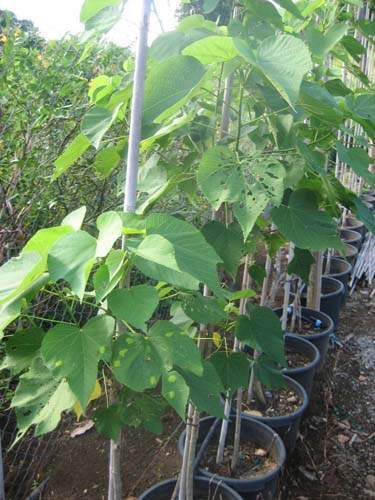 Culture de flore endémique Sainte-Marie