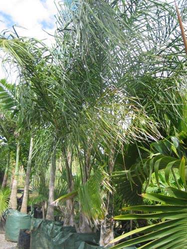 Producteur de jeunes palmiers Sainte-Marie