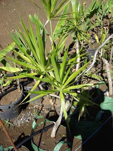 Pépinière biodiversité locale Sainte-Marie