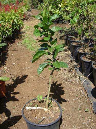 Vente de plants fruitiers Sainte-Marie