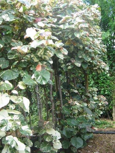 Spécialiste en arbres et semences Sainte-Marie
