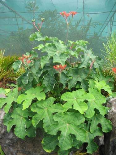 Production de plantes succulentes Sainte-Marie