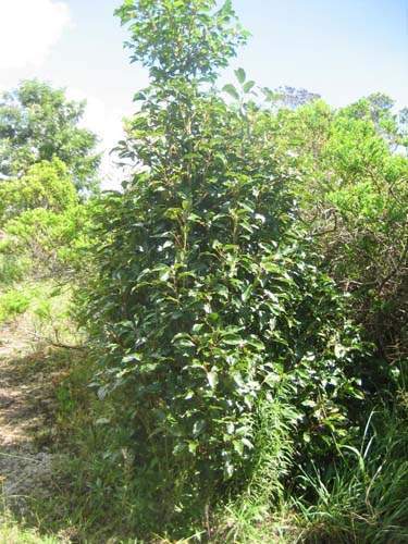 Fournisseur de plantes natives Sainte-Marie