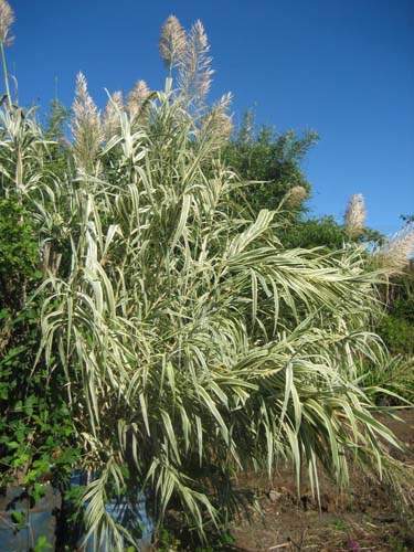 Fournisseur de fleurs de saison Sainte-Marie