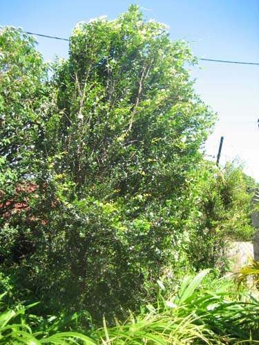 Horticulture d'espèces rares Sainte-Marie