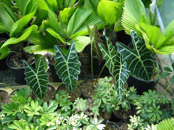 Culture de plantes non ligneuses Sainte-Marie