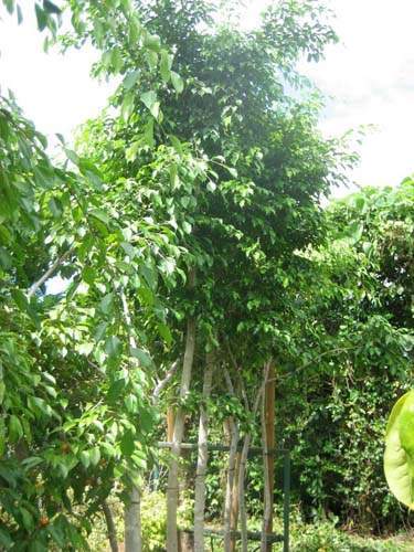 Exploitation horticole Sainte-Marie