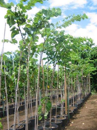 Centre de production horticole Sainte-Marie