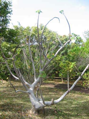 Conservation de plantes insulaires Sainte-Marie