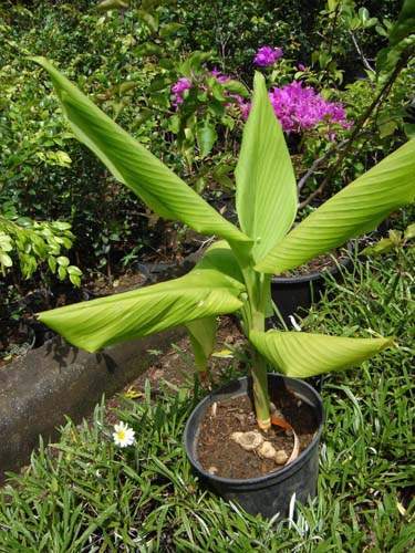 Pépinière pour couvre-sol herbacés Sainte-Marie