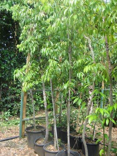 Culture de jeunes plants Sainte-Marie