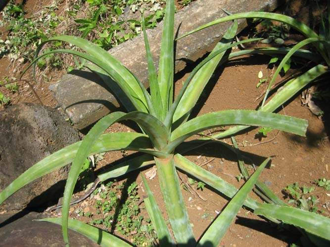Spécialiste des plantes du terroir Sainte-Marie