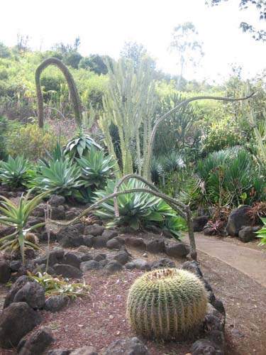 Vente de cactus et plantes grasses Sainte-Marie