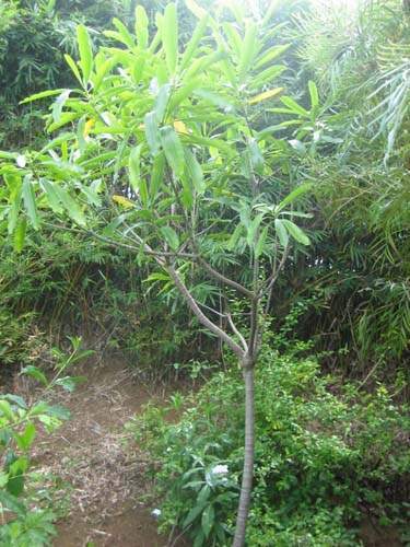 Production de végétaux locaux Sainte-Marie