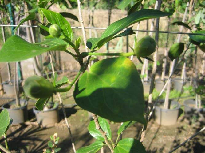 Pépinière spécialisée en espèces indigènes Sainte-Marie