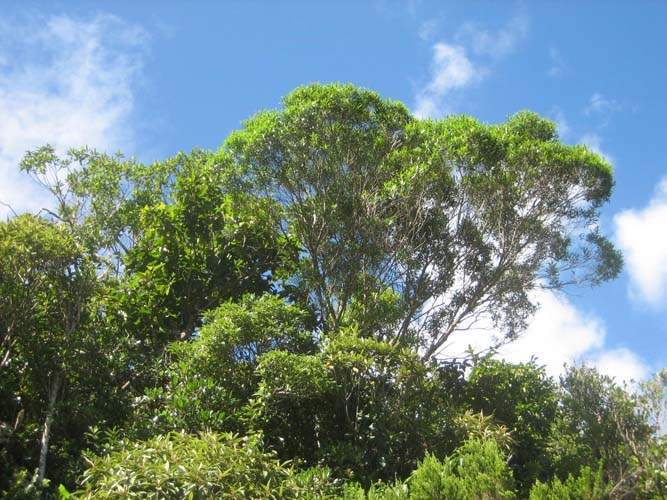 Culture de flore endémique Sainte-Marie