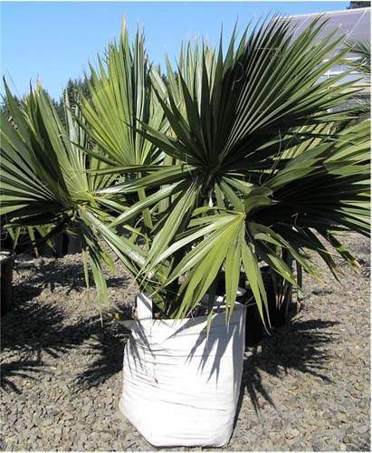 Culture et vente de palmiers tropicaux Sainte-Marie