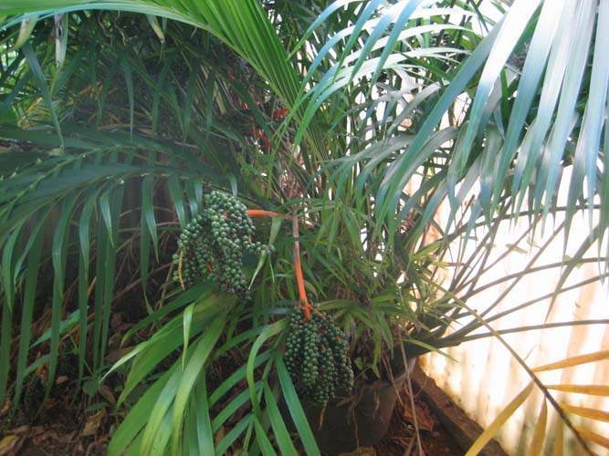 Pépinière pour aménagement avec palmiers Sainte-Marie