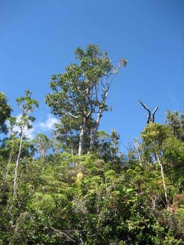 Conservation de plantes insulaires Sainte-Marie