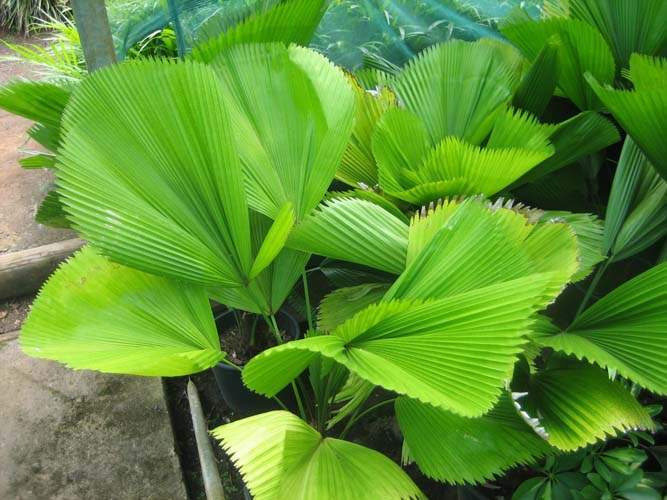 Arbres et palmiers pour jardins tropicaux Sainte-Marie