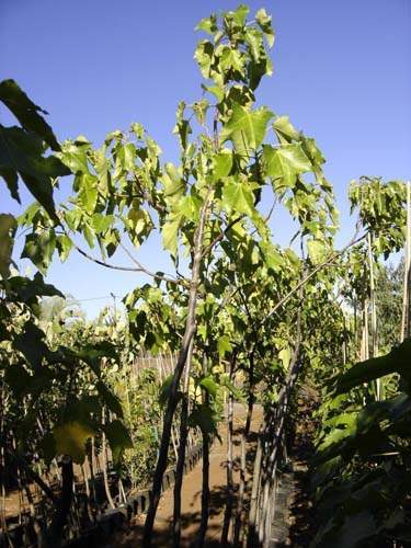 Centre de production horticole Sainte-Marie