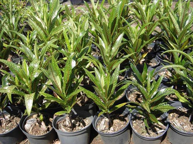 Spécialiste des plantes du terroir Sainte-Marie