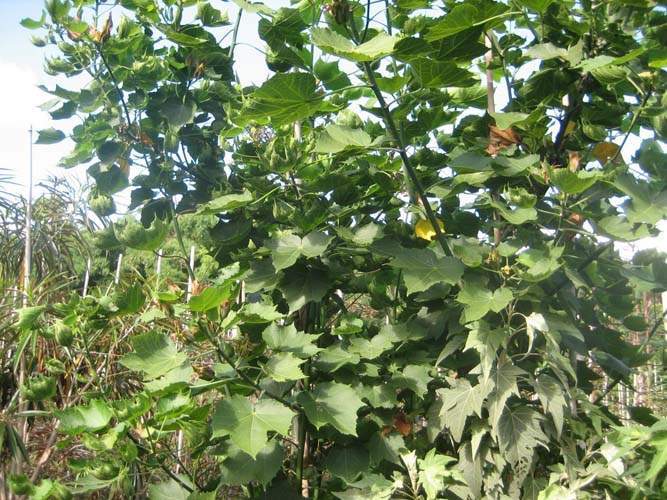 Fournisseur de plantes natives Sainte-Marie