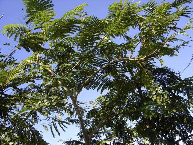 Fournisseur d'arbustes d'ornement Sainte-Marie