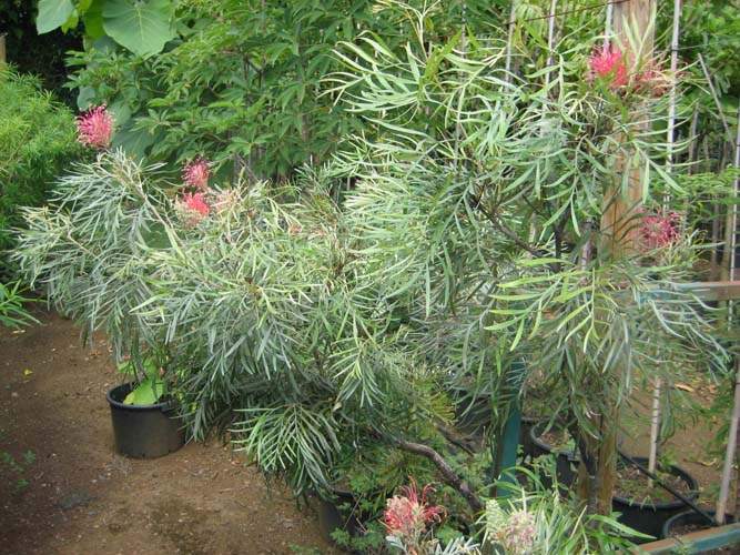 Producteur de végétaux Sainte-Marie