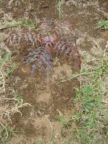 Pépinière biodiversité locale Sainte-Marie