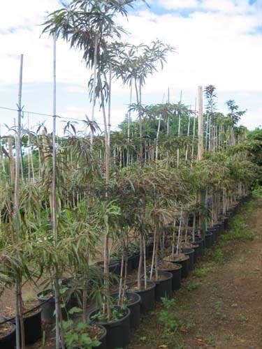 Vente d'arbres et plantes originelles Sainte-Marie